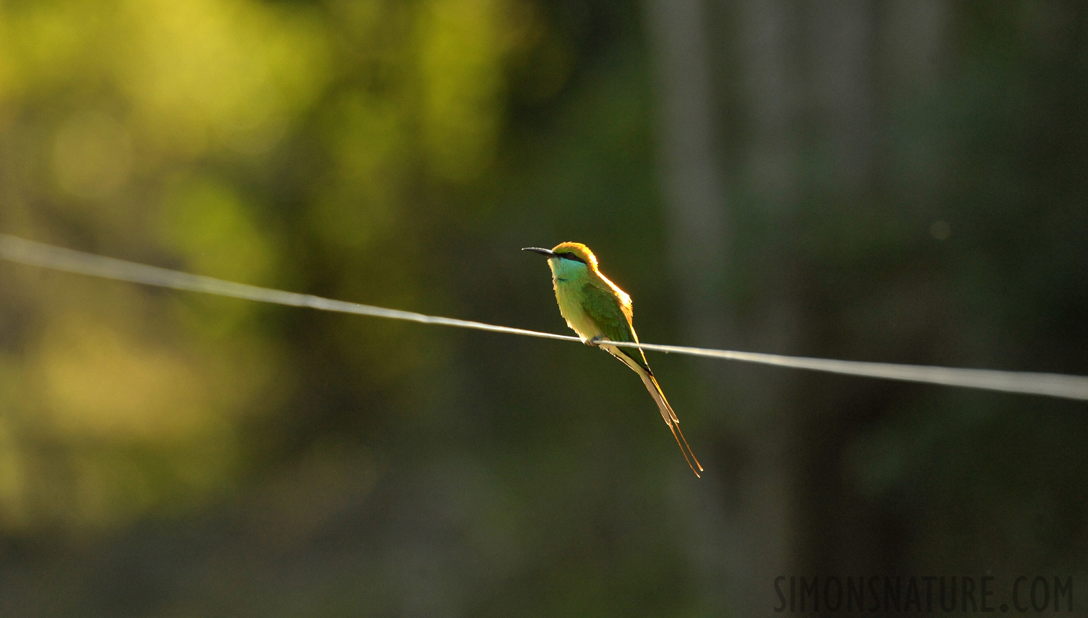 Merops orientalis ceylonicus [550 mm, 1/640 Sek. bei f / 8.0, ISO 2500]